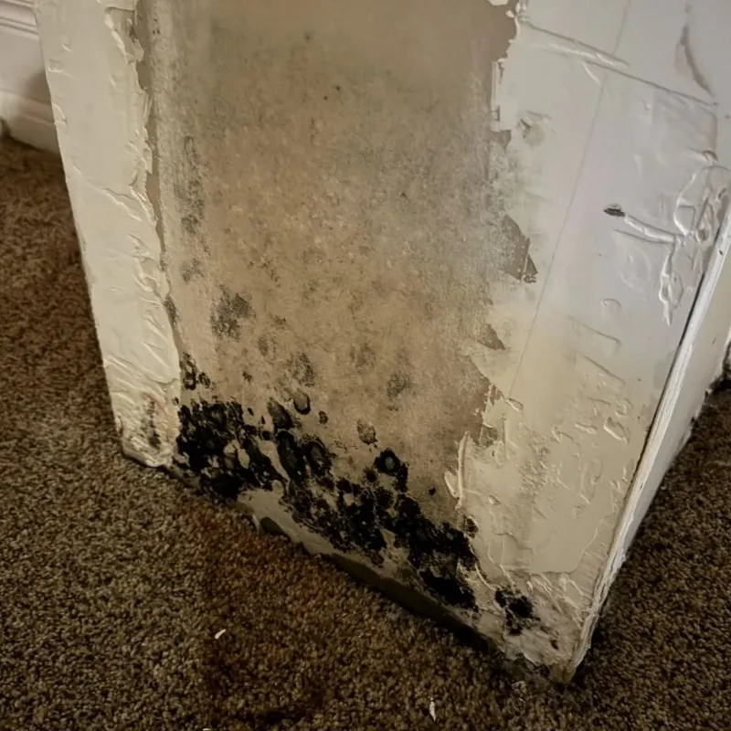 Professional Mold Removal in Naranja, FL